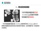 人教版（2024）八年级生物下册7.2.4人的性别遗传精品课件
