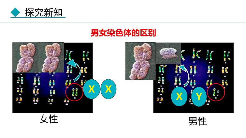 人教版（2024）八年级生物下册7.2.4人的性别遗传精品课件第7页