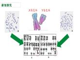 人教版（2024）八年级生物下册7.2.4人的性别遗传精品ppt课件