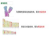 人教版（2024）八年级生物下册7.2.4人的性别遗传精品ppt课件