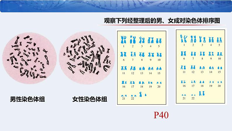 人教版（2024）八年级生物下册7.2.4人的性别遗传ppt精品课件第6页