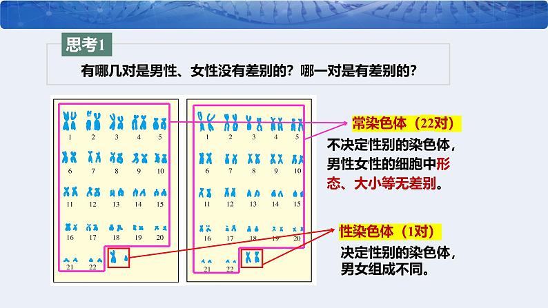 人教版（2024）八年级生物下册7.2.4人的性别遗传ppt精品课件第8页