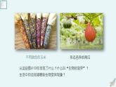 人教版（2024）八年级生物下册7.2.5生物的变异精品ppt课件