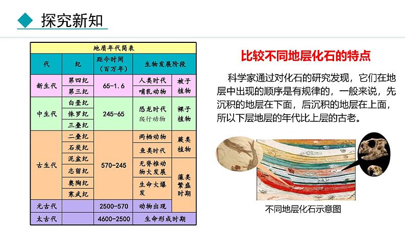 人教版（2024）八年级生物下册7.3.2生物进化的历程精品课件第4页