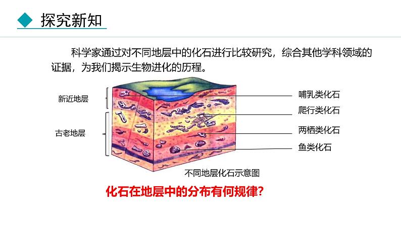 人教版（2024）八年级生物下册7.3.2生物进化的历程精品课件第5页