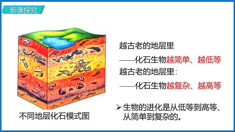 人教版（2024）八年级生物下册7.3.2生物进化的历程精品ppt课件第7页