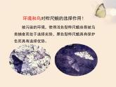 人教版（2024）八年级生物下册7.3.3生物进化的原因课件