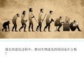 人教版（2024）八年级生物下册7.3.3生物进化的原因ppt精品课件