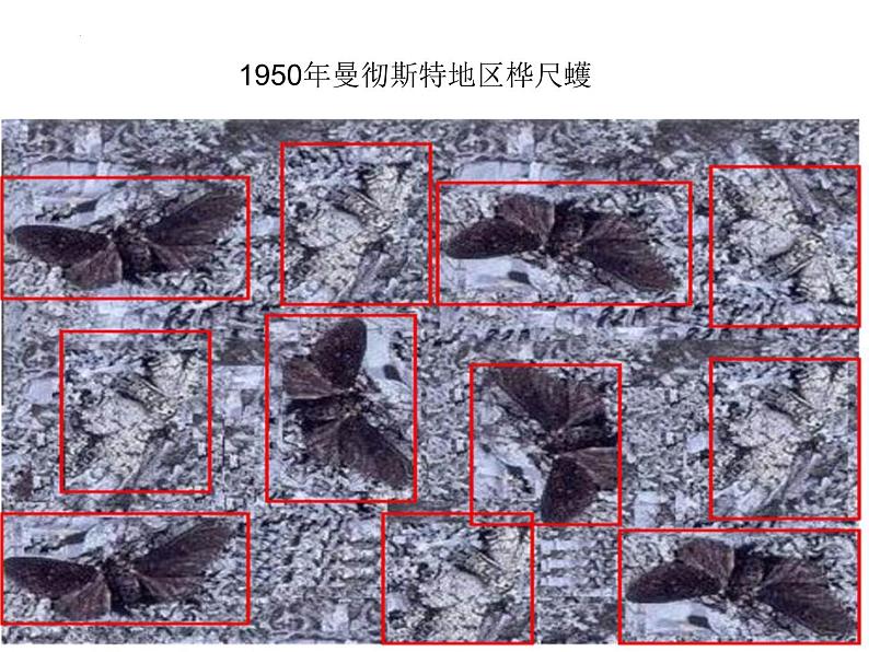 人教版（2024）八年级生物下册7.3.3生物进化的原因ppt精品课件第5页