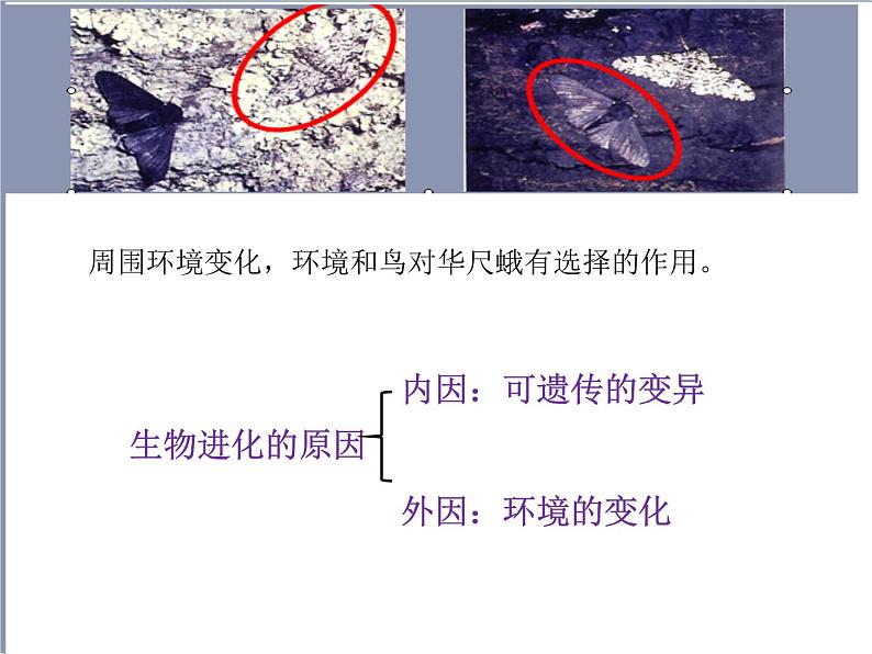 人教版（2024）八年级生物下册7.3.3生物进化的原因ppt精品课件第7页