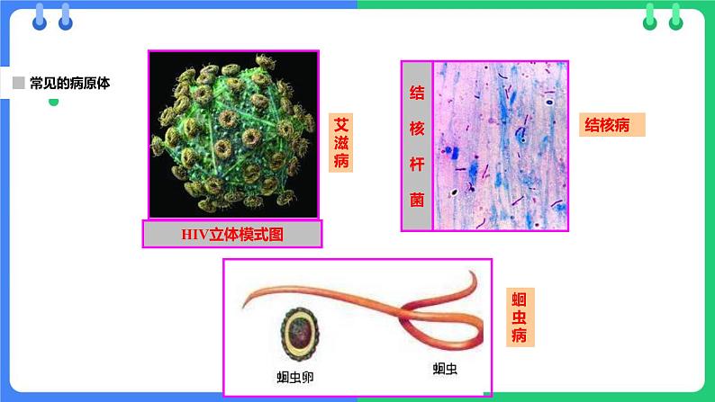 人教版（2024）八年级生物下册8.1.1传染病及其预防课件第6页