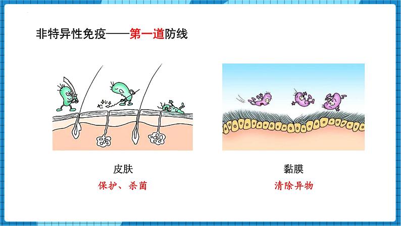 人教版（2024）八年级生物下册8.1.2免疫和计划免疫课件第4页