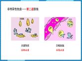 人教版（2024）八年级生物下册8.1.2免疫和计划免疫课件