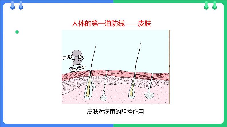 人教版（2024）八年级生物下册8.1.2免疫和计划免疫精品课件第5页