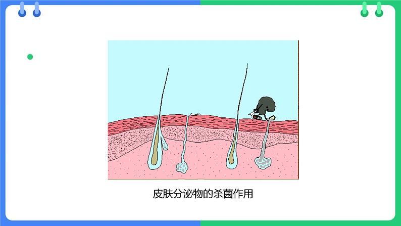 人教版（2024）八年级生物下册8.1.2免疫和计划免疫精品课件第6页