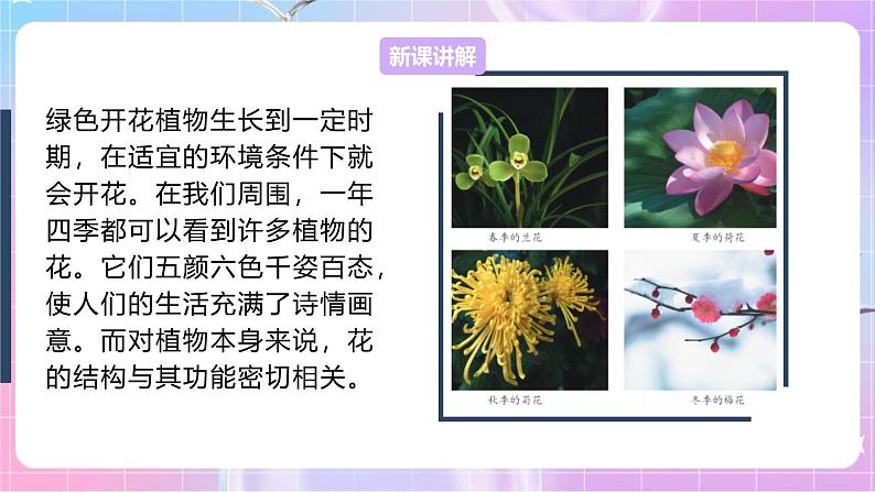 4.1.1花的结构和类型 课件-济南版生物八年级上册第8页