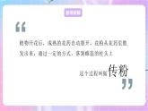 4.1.2传粉与受精 课件-济南版生物八年级上册