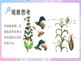 4.1.2传粉与受精 课件-济南版生物八年级上册