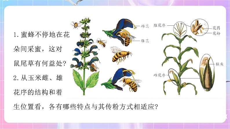 4.1.2传粉与受精 课件-济南版生物八年级上册第5页