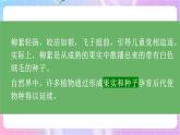 4.1.3果实和种子的形成 课件-济南版生物八年级上册