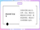4.1.3果实和种子的形成 课件-济南版生物八年级上册