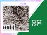 4.1.4種子的萌發(fā) 課件-濟(jì)南版生物八年級(jí)上冊(cè)