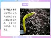 4.1.4種子的萌發(fā) 課件-濟(jì)南版生物八年級(jí)上冊(cè)