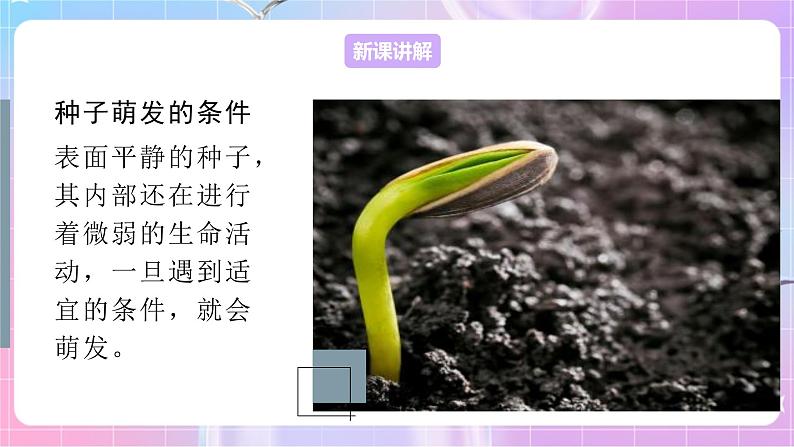 4.1.4种子的萌发 课件-济南版生物八年级上册第4页