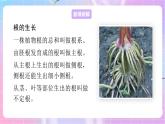 4.1.5根的結(jié)構(gòu)與功能 課件-濟(jì)南版生物八年級(jí)上冊(cè)