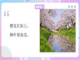 4.1.6芽的类型和发育 课件-济南版生物八年级上册