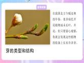 4.1.6芽的类型和发育 课件-济南版生物八年级上册