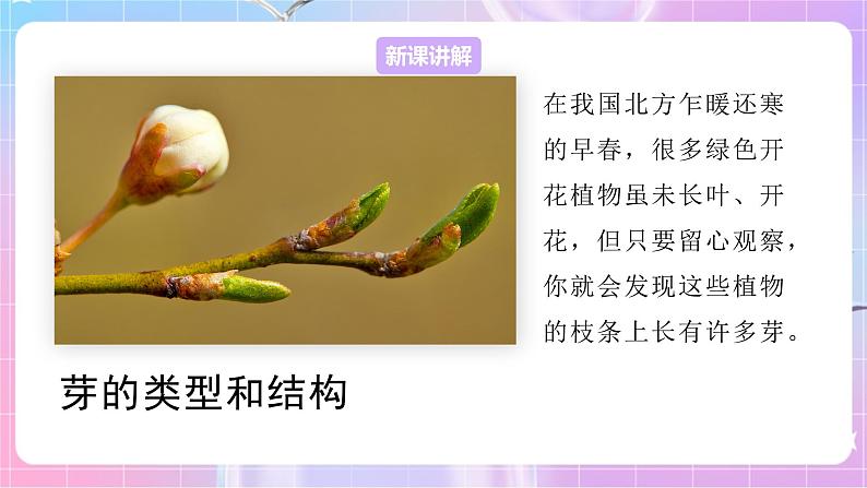 4.1.6芽的类型和发育 课件-济南版生物八年级上册第4页