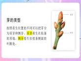 4.1.6芽的类型和发育 课件-济南版生物八年级上册