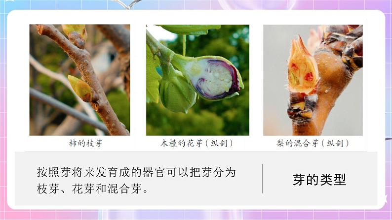 4.1.6芽的类型和发育 课件-济南版生物八年级上册第6页