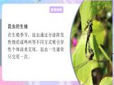 4.2.1昆虫的生殖和发育 课件-济南版生物八年级上册