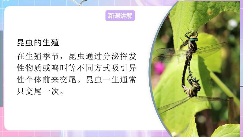 4.2.1昆虫的生殖和发育 课件-济南版生物八年级上册第4页