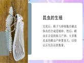 4.2.1昆虫的生殖和发育 课件-济南版生物八年级上册