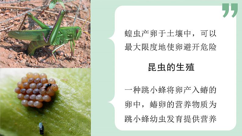 4.2.1昆虫的生殖和发育 课件-济南版生物八年级上册第8页