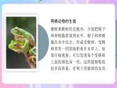 4.2.2两栖动物的生殖和发育 课件-济南版生物八年级上册