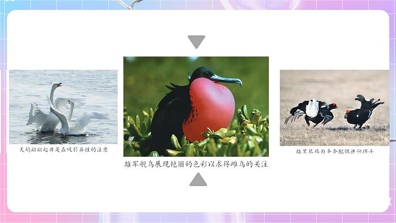 4.2.3鸟的生殖和发育 课件-济南版生物八年级上册第6页