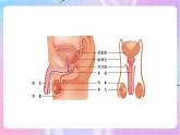4.3.1婴儿的诞生 课件-济南版生物八年级上册