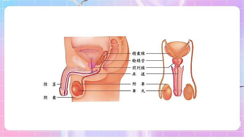 4.3.1婴儿的诞生 课件-济南版生物八年级上册第5页