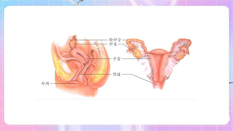 4.3.1婴儿的诞生 课件-济南版生物八年级上册第6页