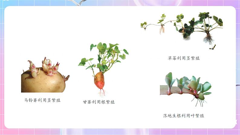 4.1.7植物的无性生殖 课件-济南版生物八年级上册第4页