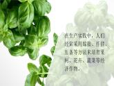 4.1.7植物的无性生殖 课件-济南版生物八年级上册