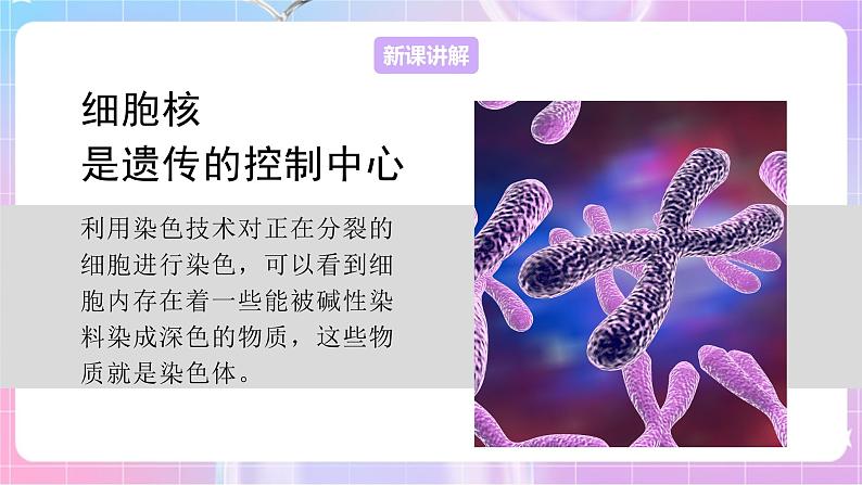 4.4.1遗传的物质基础 课件-济南版生物八年级上册第4页