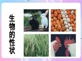 4.4.2性状的遗传 课件-济南版生物八年级上册