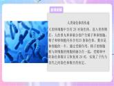 4.4.3人类染色体与性别决定 课件-济南版生物八年级上册