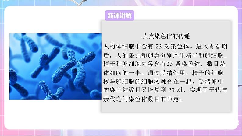 4.4.3人类染色体与性别决定 课件-济南版生物八年级上册第3页