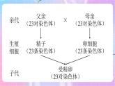 4.4.3人类染色体与性别决定 课件-济南版生物八年级上册